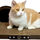 Cat Scratcher Couch Cat Scratching Bed Large Cat Scratcher Bed Cat Lounge Bed Scratching Pad for Indoor Cats