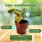 BubbleBlooms Aglaonema Assortment 2 inch Set of 4