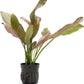 Echinodorus Rose Sword Live Plant for Freshwater Aquariums, Natural Fish Tank Decorations, and Aquatic Decor (1 Pot (2-3 Plants))