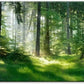 Morning Sunlight Forest Large Stretched Canvas Wall Art for Living Room Bedroom Home,Mordern Woods Scenery Picture Print Painting Decor Artwork,Green Landscape Gallery Wrapped Gift,Inner Frame(24x48)