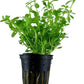 Live Aquarium Moneywort Bacopa (Monnieri) Plants - Long Lasting & Easy to Maintain - Removing Excess Nitrates - Promote High Water Quality - Stunning Appearance - Potted