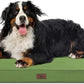 Outdoor Extra Large Dog Crate Bed, Big Waterproof Dog Bed for Large Dogs, Orthopedic Egg Foam Pet Bed Mat with Removable Cooling Cover, Light Green