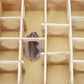 Wontee Wooden Hamster Tunnel Maze with Cover, Hideout & Tunnel Exploring Toys for Dwarf Hamsters Mice Small Gerbil