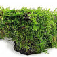 Live Aquarium Plants on Driftwood, Lava Rock, Moss Mat - Freshwater Fish Tank Plants (Christmas Moss, Driftwood (Medium))