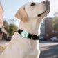 IP68 Waterpoof Dog Airtag Holder, Stretchy Silicone Full Body Covered Apple Air Tag Holder for Dog Cat Collar Fit All Width Collar (Black/Green/Blue/Pink, 4 Pack)