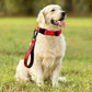 PLUTUS PET 10” Short Dog Leash, Reflective Nylon Padded Handle, Strong Traffic Leash with Carabiner Clip, Perfect for Large or Medium Dogs（10”，Red