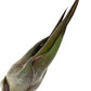 Air Plants - Tillandsia Seleriana, Large 4-6" - 3ct - Live Arrival Guaranteed - House Plants for Home Decor & Gift
