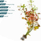 Live Plants – Ludwigia Ovalis – Moderate to High Light, Green to Orange, Midground Accent – Lead Bunch, 4 Pack