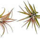 Air Plants - Tillandsia Brachycaulos Abdita, Large 4-6" - 2 ct - Live Arrival Guaranteed - House Plants for Home Decor & Gift