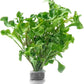 Live Plant - Decorative Plant for Terrariums and Paludariums - (Alternanthera Bettzickiana Green, 1 Bunch)