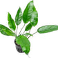 Anubias Live Aquarium Plants - Potted Freshwater Plant for Fish Tanks, Terrariums - Beginner Friendly Low Light (Short and Sharp, 1 Pot)
