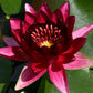 Live Hardy Water Lily Tubers Rhizomes Bulb Seed Nymphaea Aquatic Pond Plants Water Gardens Pre-Grown Flower in White Pink Red Yellow Orange Blue Purple (1, Red Hardy Pond Lily)