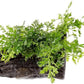 Live Planted Decor - Mini Bolbitis on Driftwood - Foreground to Midground Epiphytic Fern for Aquascaping, Aquarium Decor - Small