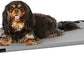 Amazon Basics Cooling Breathable Elevated Dog Bed with Metal Frame for Small Dogs, 36 x 22 x 7.5 Inch, Grey