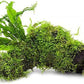Live Aquarium Plants on Driftwood, Lava Rock, Moss, Fiber Mat - Freshwater Fish Tanks - Easy, Beginner Friendly (Java Fern Windelov with Moss, Driftwood (Medium))
