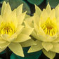 Live Hardy Water Lily Tubers Rhizomes Bulb Seed Nymphaea Aquatic Pond Plants Water Gardens Pre-Grown Flower in White Pink Red Yellow Orange Blue Purple (1, Yellow Hardy Pond Lily)
