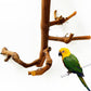 Allazone Natural Parrot Perch Bird Stand Branch Wild Grape Stick Paw Grinding Branch Parakeet Climbing Standing Branches Toy Chewable Cage Accessories for Small Lovebirds Budgies Cockatiels