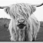 XXMWallArt FC3681 Highland Cow Canvas Art - Black and White Animal Wall Art for Living Room, Bedroom, Office Wall Decor