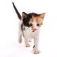Hartz Powdered Kitten Milk Replacer Formula - 11Oz