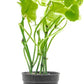 Live Aquarium Stem Plants - Freshwater Aquatic Plant for Fish Tanks, Aquascaping - (Hydrocotyle Leucocephala Variegated, Pot)