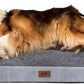 Bark Alley Jumbo Memory Foam Orthopedic Bed - Waterproof Washable Cover, Perfect for Medium, Large, and Extra Large Dogs, Sofa and Couch