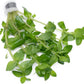 Live Aquarium Red Stem Plants - Freshwater Aquatic Plant for Fish Tanks, Aquascaping - (Lemon Bacopa Caroliniana, 1 Bunch)