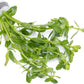 Live Aquarium Stem Plants - Freshwater Aquatic Plant for Fish Tanks, Aquascaping - (Bacopa Monnieri Variegatus, 1 Bunch)