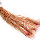 Live Aquarium Red Stem Plants - Freshwater Aquatic Plant for Fish Tanks, Aquascaping - (Rotala Wallichii, 4 Bunches)