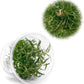Ultum Nature Systems Live Tissue Culture - Pogostemon Stellatus 'Dassen' - Moderate - High Light - Green to Reddish Accent - Background - 100% Snail Free Grown in-Vitro - Regular Cup