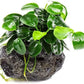 Live Plants – Anubias Nana Petite (Anubias barteri VAR. Nana 'Petite') – Low to Moderate Light, Deep Green Tiny Rounded Leaves, Foreground Placement - Planted Decor, 3 Pack