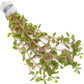 Live Aquarium Stem Plants - Freshwater Aquatic Plant for Fish Tanks, Aquascaping - (Rotala H'Ra, 1 Bunch)
