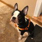 PUPTECK No Pull Dog Harness Soft Adjustable Basic Nylon Step in Puppy Vest Outdoor Walking with ID Tag Orange