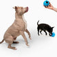 Jolly Dipper Treat Dispensing Dog Toy