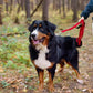 TwoEar 6FT 1IN Strong Red Dog Leash with 2 Padded Handles, Traffic Handle Extra Control, Comfortable Soft Dual Handle, Auto Lock Hook, Reflective Walking Lead for Small Medium and Large Dogs