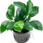 Anubias Live Aquarium Plants - Potted Freshwater Plant for Fish Tanks, Terrariums - Beginner Friendly Low Light (Barteri Broad Leaf, 1 Pot)
