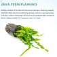 Live Plants - Java Fern 'Flaming' (Microsorum pteropus) - Low to Medium Light Aquarium Display, Bright Green Accent, Midground Tank, Freshwater Aquatic Plant - Pot