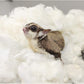 All-Natural Nesting Material (1.5 oz.) - 100% Cotton Eco-Friendly Animal Bedding - For Sugar Gliders, Squirrels, Hamsters, Rabbits, Chinchillas, Rats, Mice, Gerbils, Guinea Pigs and Other Small Pets