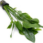 Echinodorus Grandifolius Sword Live Plant for Freshwater Aquariums, Natural Fish Tank Decorations, and Aquatic Decor (1 Pot (2-3 Plants))