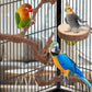 Parrot Perch Bird Perch Stand Set Natural Wild Wood Grape Sticks Paw Grinding Fork Parakeet Climbing Standing Branches Toys Cage Accessories for Conure,Cockatiels Lovebirds,Budgies Chewable 6PC