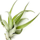 Air Plants - Tillandsia Capitata (Peach), Large 5-7” - 5 ct - Live Arrival Guaranteed - House Plants for Home Decor & Gift