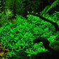 Bacopa Monnieri Moneywort Potted Live Aquarium Decorations Aquatic Plants for Fish Tank by Mainam