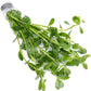 Live Aquarium Stem Plants - Freshwater Aquatic Plant for Fish Tanks, Aquascaping - (Bacopa Monnieri Moneywort, 1 Bunch)