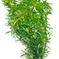 Live Aquarium Stem Plants - Freshwater Aquatic Plant for Fish Tanks, Aquascaping - (Rotala Bossii, 1 Bunch)