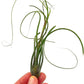 Live Air Plants - Tillandsia Butzii, Jumbo 7-9" - 2ct - Live Arrival Guaranteed - House Plants for Home Decor & Gift