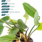 Live Plants - Echinodorus ‘Horizontalis Variegated’ - Moderate to High Light, Green Variegated Accent, Midground to Background, Freshwater Aquatic Plant - Pot