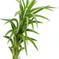 Live Air Plants – Tillandsia Araujei, Large 5” – 2ct – Live Arrival Guaranteed – House Plants for Home Décor & Gift