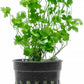 Live Aquarium Stem Plants - Freshwater Aquatic Plant for Fish Tanks, Aquascaping - (Diamond Ludwigia Peruensis, 1 Bunch)
