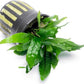 Java Fern Live Aquarium Plants - Potted Freshwater Plant for Fish Tanks - Beginner Friendly, Low Light (Narrow Mini, 1 Pot)