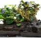 Live Aquarium Plants on Driftwood, Lava Rock, Moss Mat - Freshwater Fish Tank Plants (Bucephalandra Mix, Driftwood (Medium))
