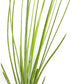 Air Plants - Tillandsia Juncea, Jumbo 8-12" - 1ct - Live Arrival Guaranteed - House Plants for Home Decor & Gift